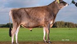 Health and efficiency improve across dairy breeds